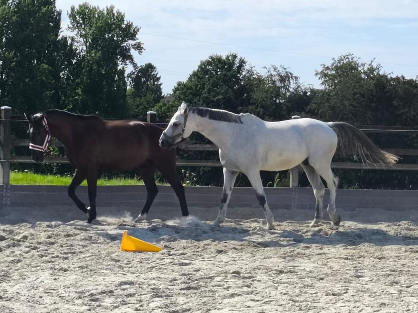 Zwei Pferde beim gemeinsamen Training im Führring