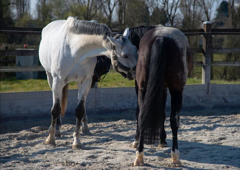 Zwei Pferde beim gegenseitigen Kraulen auf dem Paddock