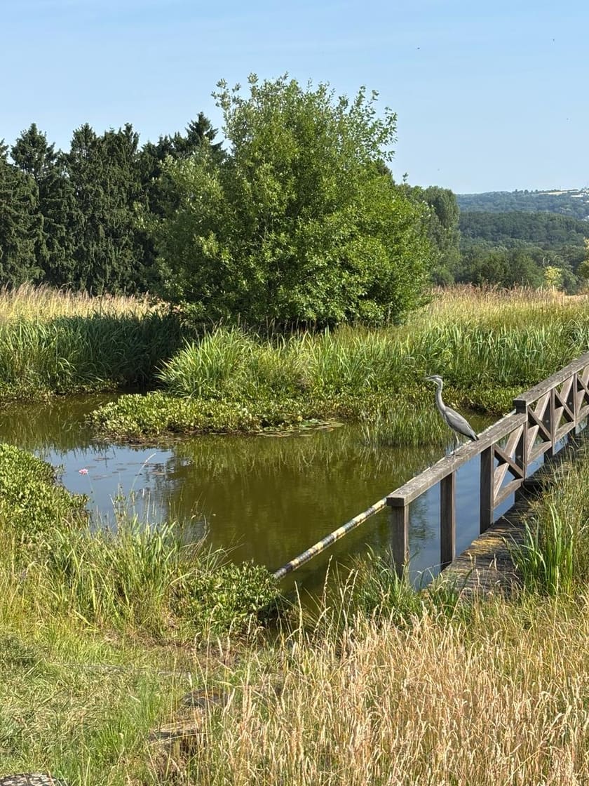 Teich mit Holzsteg und Graureiher auf dem Gut