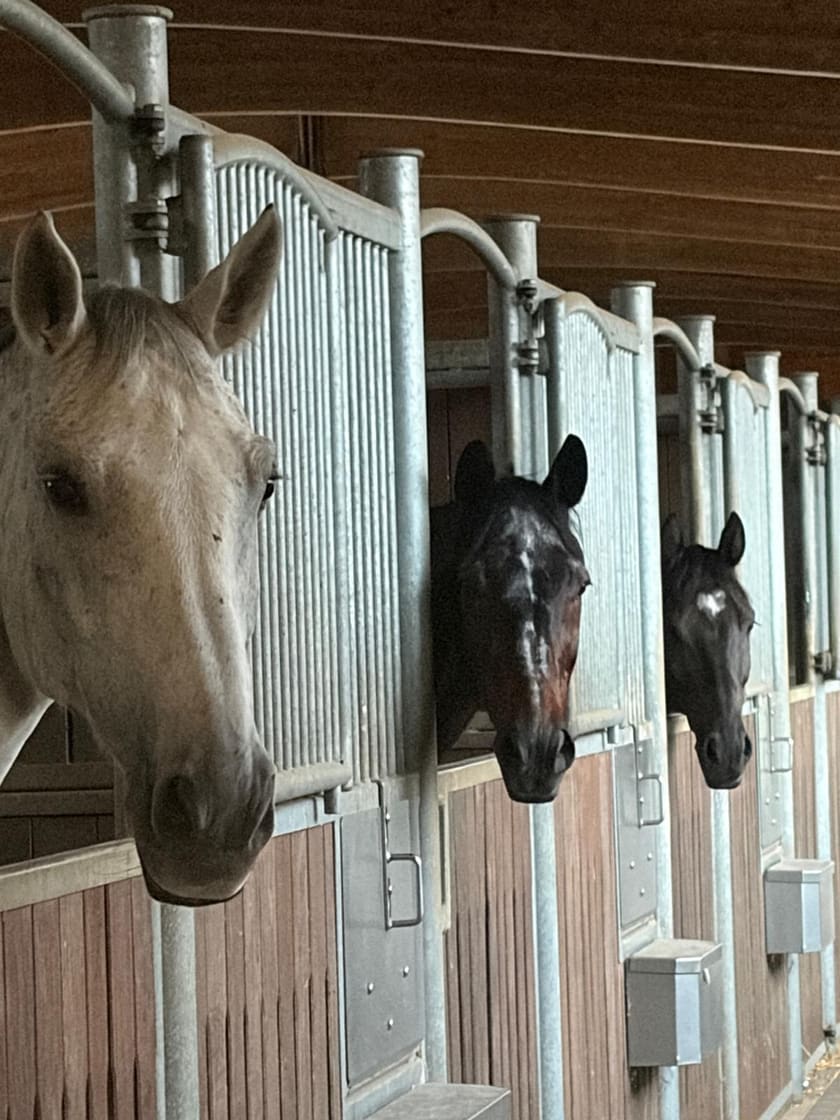 Drei Pferde schauen aus ihren Boxen in die Stallgasse
