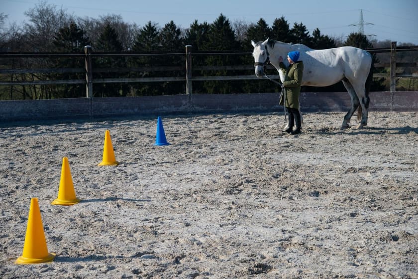 Coaching-Übung mit Pylonen und Pferd