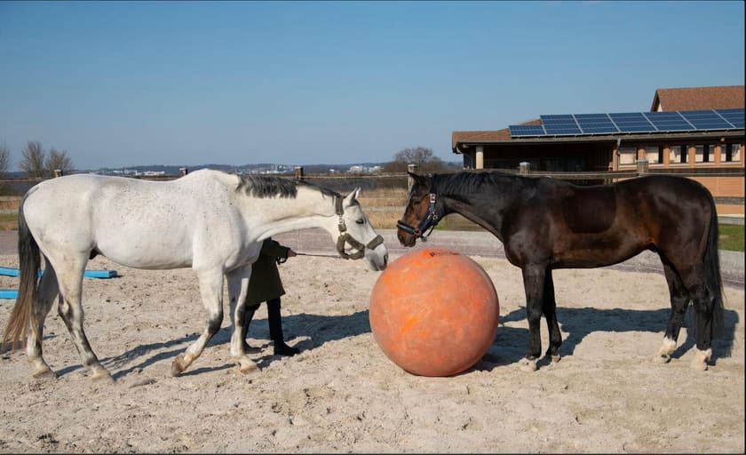 Schimmel und Brauner an einem großen Ball auf dem Außenplatz